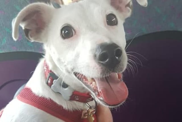 Sharon Cowell: Our Jack Russell Terrier, Bentley. He was a rescue from the RSPCA. We were his third home in three years and he had been stabbed in his previous home !