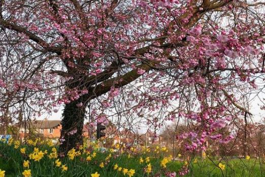 What a perfect spring scene from @anna_rei11y