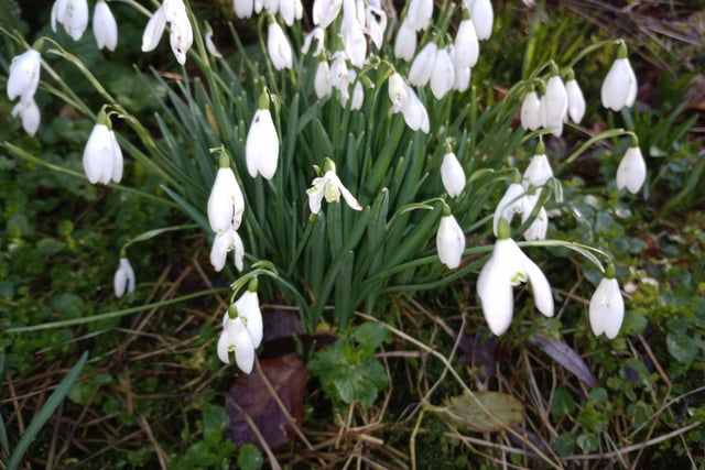 Di Howe took and sent in this super close-up of snowdrops at Whaley Bridge.