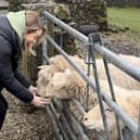 Leala and Mick got the chance to feed Jane's four sheep, Pinky, Perky, Pia, and Peanut.