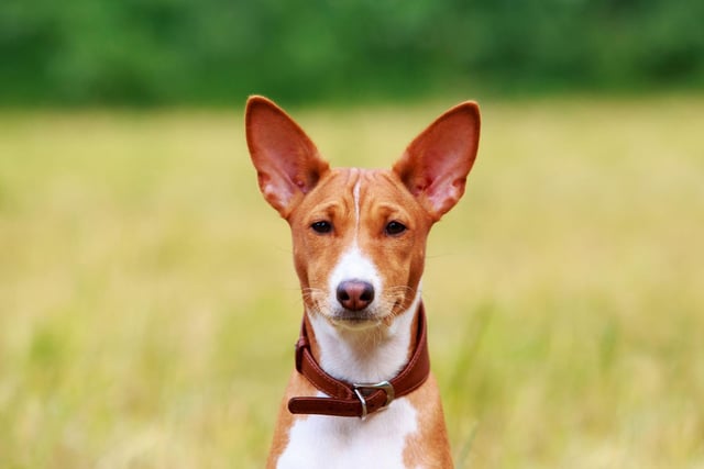 The Basenji is a type of hunting dog originally from South Africa and makes a strange yodelling noise instead of barking. It also has a very short hypoallergenic coat that sheds very little and needs hardly any grooming.