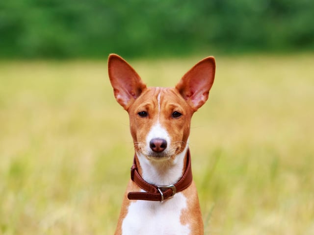 The Basenji is a type of hunting dog originally from South Africa and makes a strange yodelling noise instead of barking. It also has a very short hypoallergenic coat that sheds very little and needs hardly any grooming.