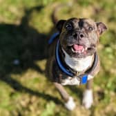 Skittles, an American bulldog cross, has been cared for by staff at Chesterfield RSPCA centre for nearly six month.