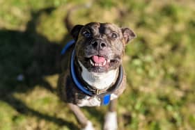 Skittles, an American bulldog cross, has been cared for by staff at Chesterfield RSPCA centre for nearly six month.