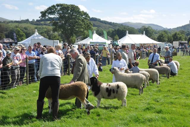 Hope Show hosts several sheep competitions, the pinnacle of which are the Champion of Champion classes for the Derbyshire Gritstone and the Whitefaced Woodland sheep.