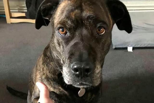 Beauty. See SWNS story SWMDdog. A dog who nobody wanted found her forever home and now helps her new owner with her autism and anxiety. Cheryl Taylor, from Sutton in Ashfield, Nottinghamshire, adopted five-year-old Beauty from the RSPCA’s Chesterfield & North Derbyshire branch in 2017. Once she’d reserved her she visited to take her some toys and treats, and to spend some time with her. She said: “I will never forget the day this amazing dog came into my life. Even though I fully understood the massive responsibilities of taking care of a dog, this did not phase me in the least.