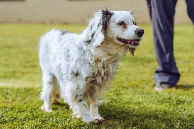 13-year-old Daisy is gentle old lady who loves a cuddle. She's ideal for anyone who won't be able to handle an erratic pup - she's anything but. However, she will want loads of attention - so make sure you're on standby for her!