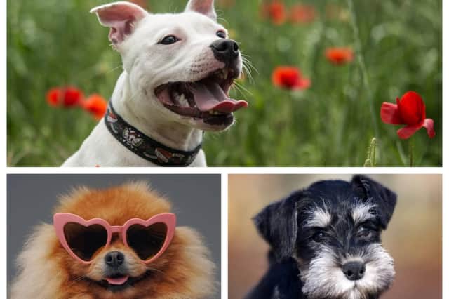 The RSPCA has launched an adoption drive as rehoming of rescued animals drops in Derbyshire.