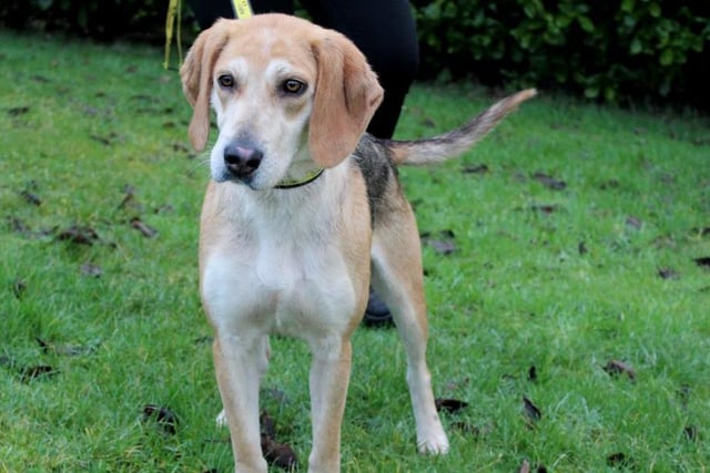 Jasmine is an active 18 month old hound cross looking for a calm home.  She is quite shy so multiple meets would benefit her. Jasmine is searching for an adult only home and she could live with another calmer dog, pending dog meets.