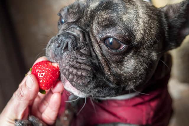 Dogs can eat strawberries but may develop an allergic reaction so stick to doggie treats to be on the safe side. Photo by Shutterstock/Lee Waranyu