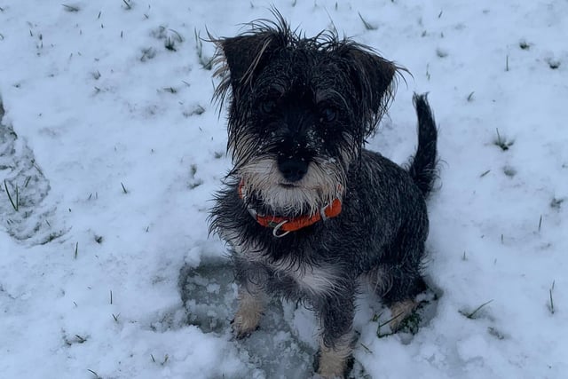 Tilly loves the snow. From Claire H.
@ClaireHowle
