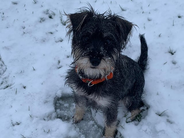 Tilly loves the snow. From Claire H.
@ClaireHowle