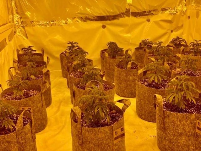 Ninety plants, cash and a vehicle were found at a property in North Wingfield on July 10.
A man - seen running away from the scene - was arrested after being cornered by a police dog.