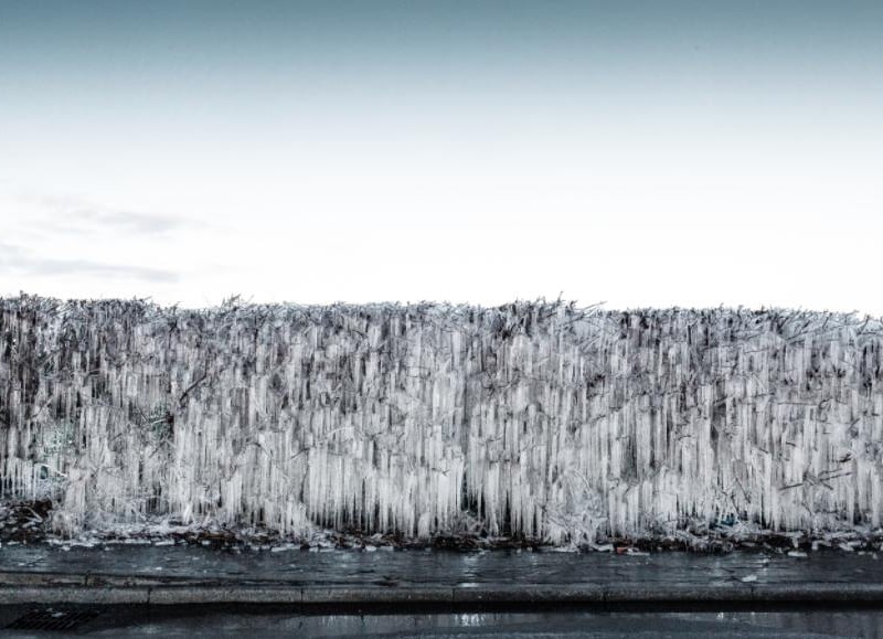 The frozen hedge is located on Scawsby Lane.