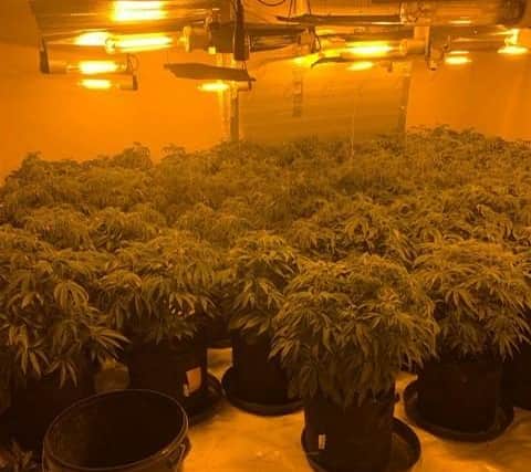 Officers attended an address on Catherine Street, Chesterfield which resulted in 19 year old man, Gentian Sefa, being arrested for drug offences, the illegal abstraction of electricity and cultivation of cannabis after a grow was located in the property.