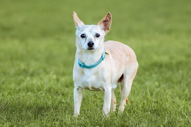 Milo is a ten-year-old chihuahua cross terrier who loves lots of fuss and attention. He is a shy dog until he gets to know people. Milo, who is looking for a quiet, adults-only household, gets on well with other dogs which means he could live with another pooch but not with a cat.