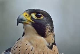 High-tech surveillance units are being introduced to prevent raids on peregrine falcon nests in Derbyshire. Image: Pixabay.