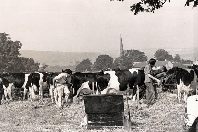 Cattle being prepared for the showring at Ashover Show, 1973.