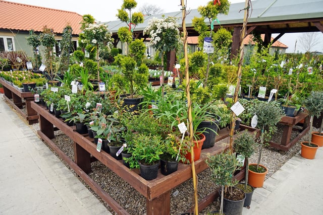 Glapwell Nurseries offers a wide selection of plants, bulbs, seeds, shrubs and much more