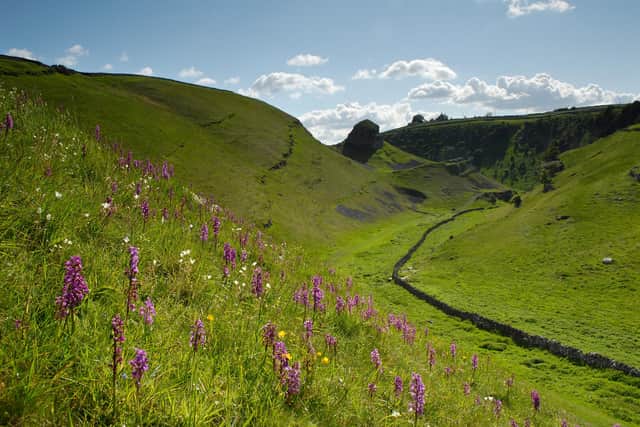 Orchid meadow in the White Peak. Photo by Peak District National Park Authority.