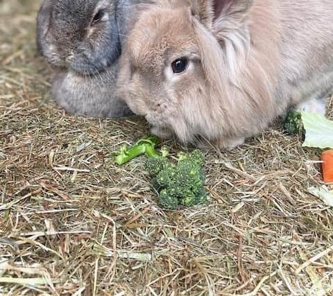 Alison, who makes sure that her rabbits Carly and Jimmy have plenty of room to roam and lots of enrichment,  urged anybody thinking of rehoming a rabbit to do research and understand what a rabbit needs to live a happy, healthy life.