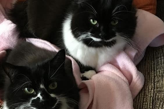 Sarah Callaghan said: "Our 2 cats are 13 now. Have always had rescue animals, never bought."