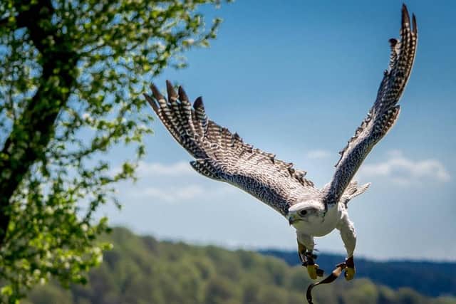 Gyrfalcons, which would be bred at the facility, are the largest of the falcon species.