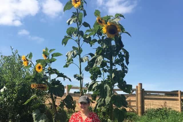 This sunflower was reaching for the skies. Submitted by Lizzy Beth