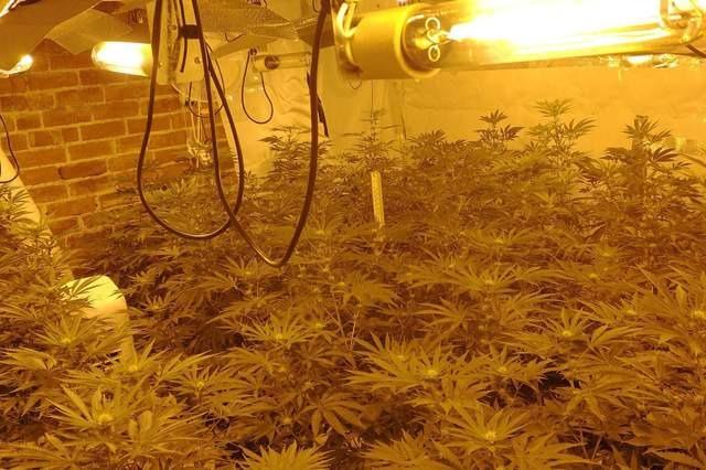 Such was the searing heat coming from growing gear surrounding this dangerous cultivation on Sunny Springs, Stonegravels, that walls were hot to the touch.
Officers said the crop - uncovered on June 29 - spanned two floors.
The plants were seized and destroyed but no arrests were made.