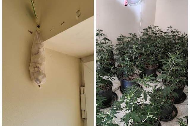 The daft cannabis growers behind this haul - found at a property in Langwith - used garlic in an attempt to mask the overpowering stench of their yield.
Officers from Shirebrook Safer Neighbourhood Team said: ”You may have also noticed garlic bulbs hanging by the door – garlic may keep the vampires away but it certainly won't keep Shirebrook SNT away.”
