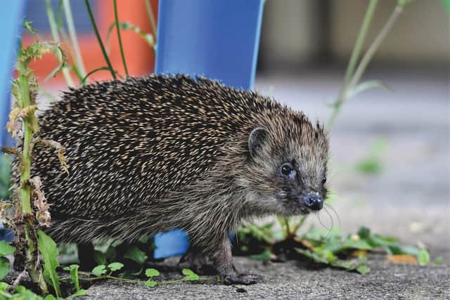 Our towns and cities are home to everything from hedgehogs to birds of prey - and Chesterfield has been named third for providing the best conditions for our wilder friends