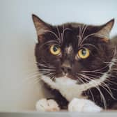Gremlin is a two-year-old shy boy who, once used to his environment, likes human contact and being fussed. He is an indoor cat who need a quiet and patient home where he can settle.