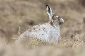 There are just 3,500 mountain hares in the Peak District National Park.