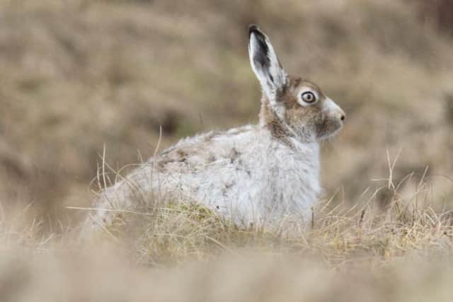 There are just 3,500 mountain hares in the Peak District National Park.