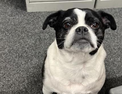 Samantha Meynell comments: "My dog comes to work with us every day."
