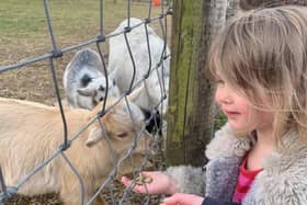 Three-year-old Imogen Ball hand feeds a lamb at Matlock Farm Park.