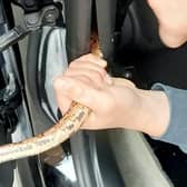 The driver pulled  over at a service station in Derbyshire after spotting the stowaway.