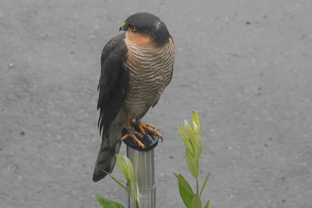 The sparrowhawk has rounded wings and a relatively long, narrow tail. Males are small with a blue-grey back and white underparts showing reddish-orange barring. Females are much larger, with browner plumage above and grey bars below. They both have reddish cheeks.