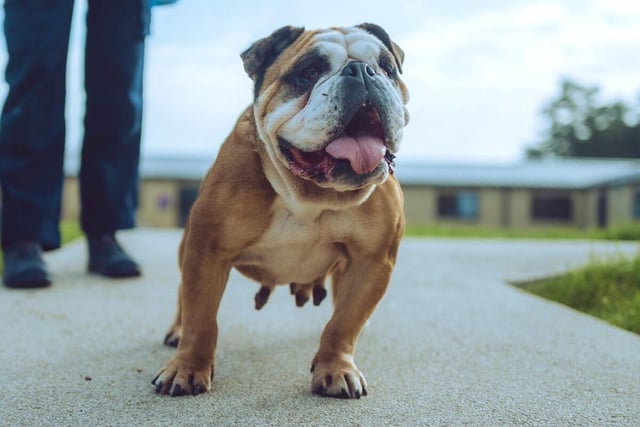 Honey is a seven-year-old English bulldog who is generous with her affection and loves cuddles. She is almost house trained and can be left on her own for short periods. Honey could live in a household with children aged 11-15 years and maybe in a home with another dog and a cat.