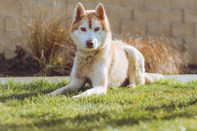 Sonny will need an active owner that can keep up with them - he's three year old Siberian Husky, a naturally energetic breed. He's high maintenance, but he's more than worth it.