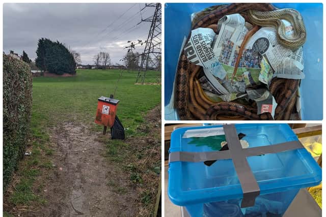 These photos show where the snakes were found and the box they were left in. 
Credit: RSPCA
