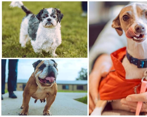Italian greyhound Rose, shih-tzu Alfie and English bulldog Honey, pictured anti-clockwise from right, are among the dogs up for adoption at the RSPCA shelter in Spital Lane, Chesterfield.