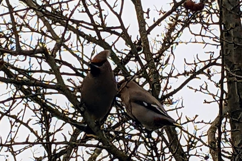 Derbyshire Ornithological Society tweeted that ten waxwings flew west over Bottoms Reservoir in Derbyshire, 13 are still in Chesterfield around the junction of Hasland Road and Whitebank Close as well as the large number are at Hassop Station.