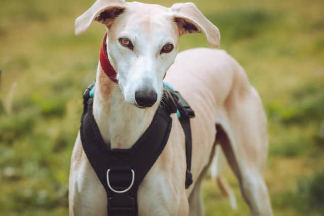 Scooby the three-year-old greyhound is looking for a forever home after five months at Chesterfield RSPCA animal centre.