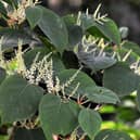 Japanese knotweed may look nice, but it poses a threat to native flora - and growing it is illegal.