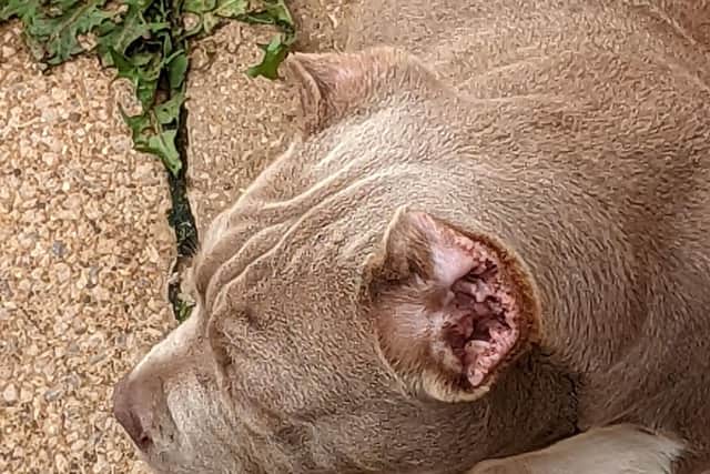 A man who posted photos of his XL bully dogs on Instagram was banned from keeping animals for 15 years after being convicted of arranging illegal ear cropping procedures for the dogs.