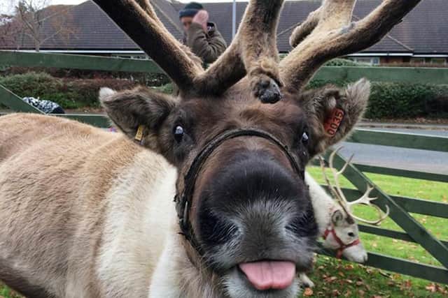 Meet real reindeer at Bakewell Christmas Sparkle.