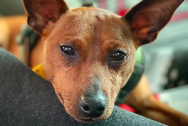 Miniature Pinscher Boris absolutely loves human company and getting cuddled up on the sofa under blankets. He is starting to play with toys now that he is relaxing in his foster home.