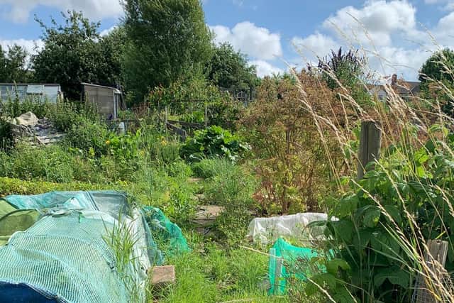 Don't panic by waist-high weeds and a plot that resembles a jungle. The whole look of the space can be changed with a few hours of hard work.