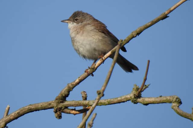 Ivan Dunstan snapped this magnificent close-up of a white throat perched at the top of a tree, taken along the River Erewash.